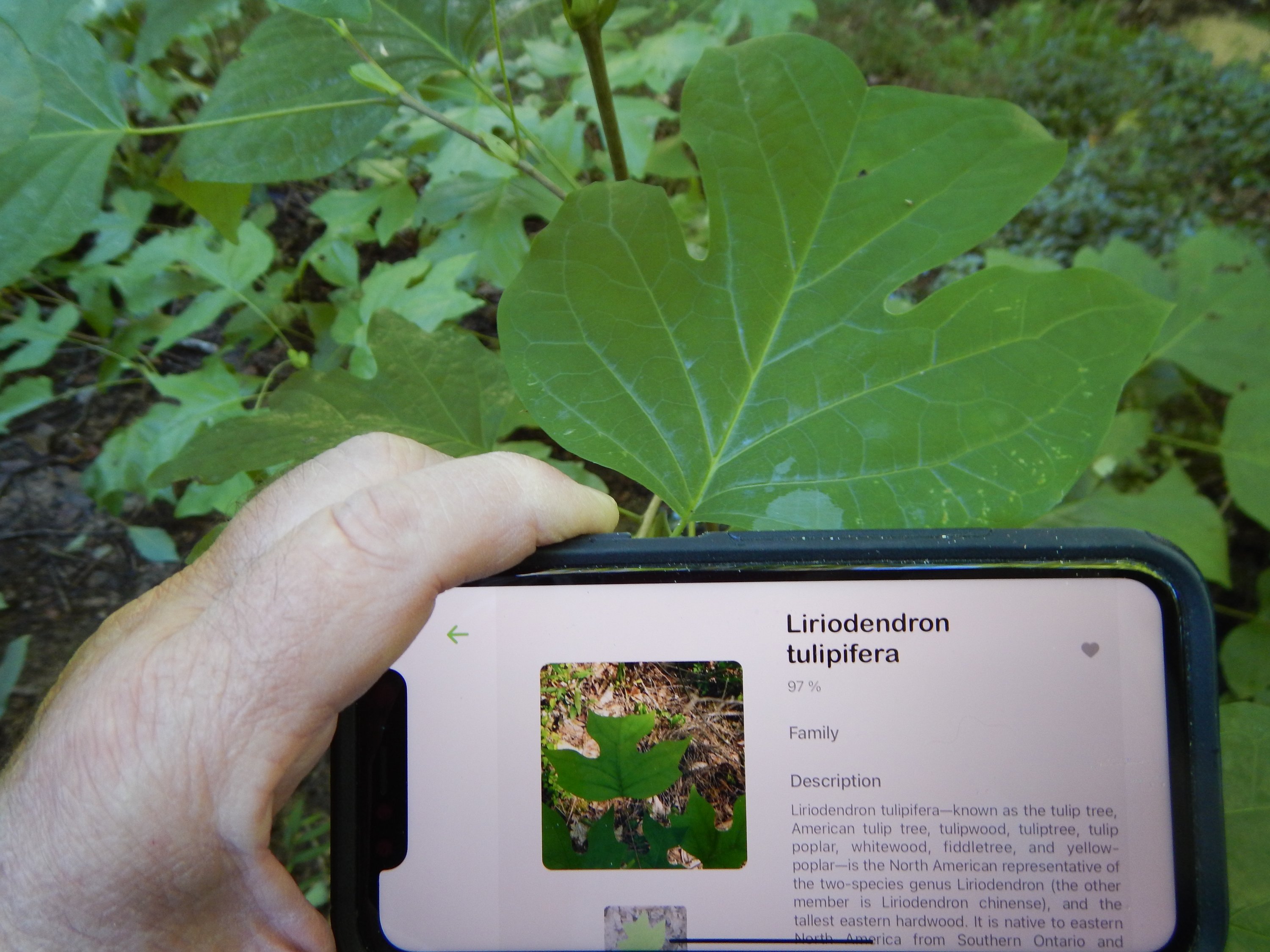 Apps for Tree Identification (and they're all free!)